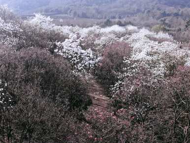 玉兰花的花语和象征意义，玉兰花对老年人的花语和象征意义