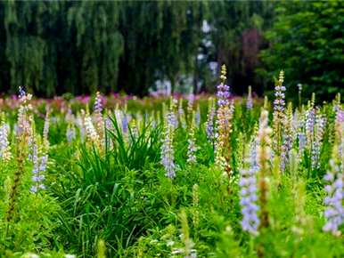 鲁冰花种植方法、时间温度、鲁冰花种子种植方法