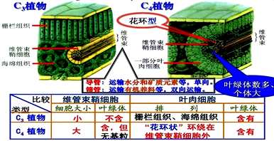 景天科植物光合作用特点，景天科植物光合作用场所