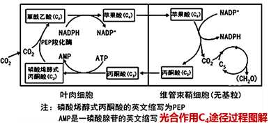 景天科植物光合作用特点，景天科植物光合作用场所