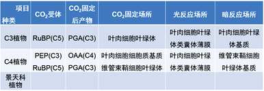 景天科植物光合作用特点，景天科植物光合作用场所