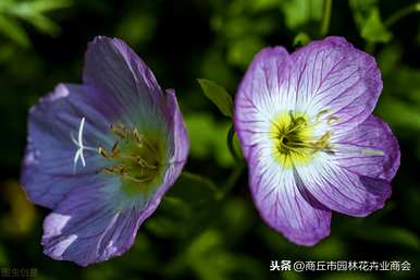 月见草种植全过程视频，月见草种植方法及时间