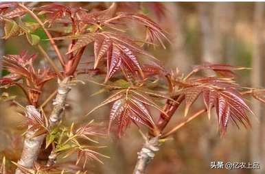 香椿种子什么时候种，陈年香椿种子能发芽吗？