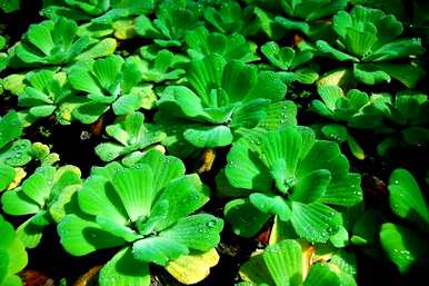 有哪些漂浮的植物，池塘里漂浮的植物？