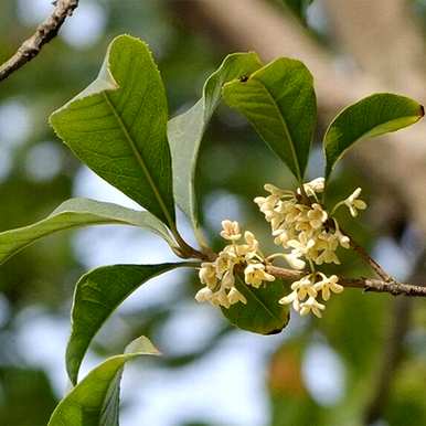 如何种植桂花种子，浸泡桂花种子催芽