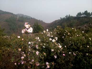 什么土壤适合油茶树，什么土壤适合油茶树？