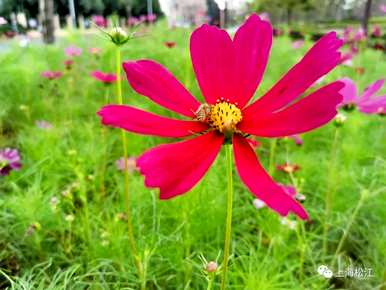 波斯菊花开花多久，波斯菊花开花多久