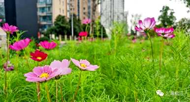 波斯菊花开花多久，波斯菊花开花多久