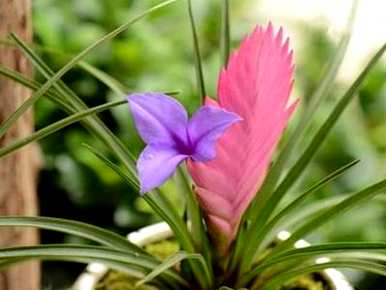 紫花凤梨花的繁殖，紫花凤梨花的繁殖方法