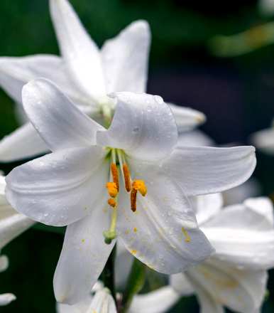 什么是百合花语，什么是雏菊花语，什么是百合花语？