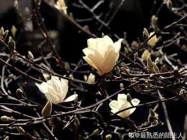 玉兰花语是什么？玉兰花语有100种