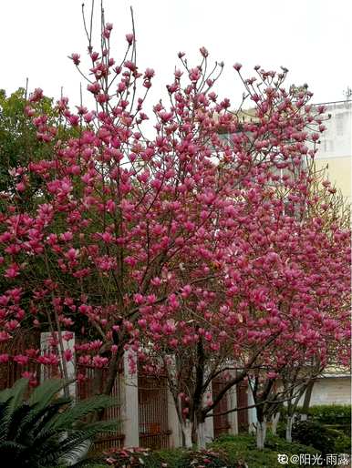 玉兰花语是什么？玉兰花语有100种