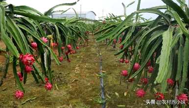 什么土壤种植火龙果，什么时候种植火龙果？