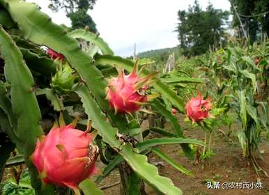 什么土壤种植火龙果，什么时候种植火龙果？