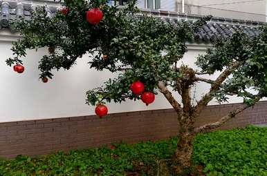 哪些植物适合在家里饲养，哪些植物最适合在家里饲养？