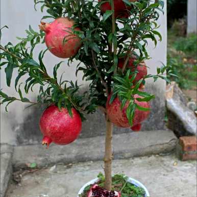 哪些植物适合在家里饲养，哪些植物最适合在家里饲养？