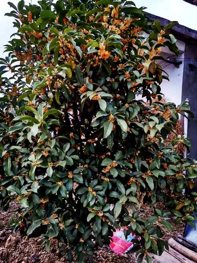 哪些植物适合在家里饲养，哪些植物最适合在家里饲养？