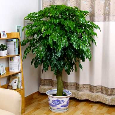 哪些植物适合在家里饲养，哪些植物最适合在家里饲养？