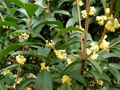 桂花栽培技术、桂花栽培技术与管理