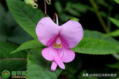 如何种植凤仙花种子，如何种植凤仙花种子