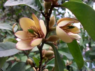 笑花不开花怎么办？笑花一年开几次