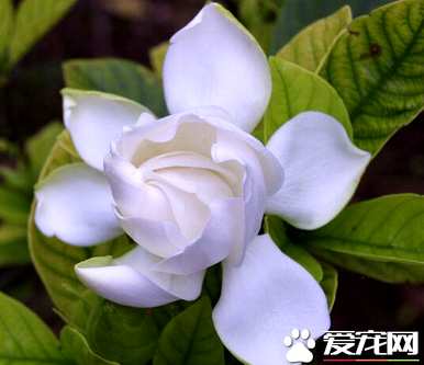 栀子花的花语是什么？栀子花的花语是喜悦