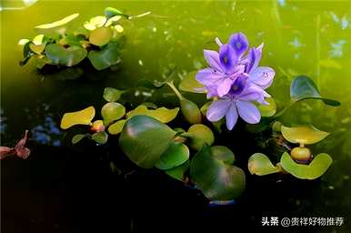 热带常见景观水生植物，常见水生植物有哪些？