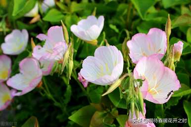 韩国月见草的花语和月见草的花语是什么