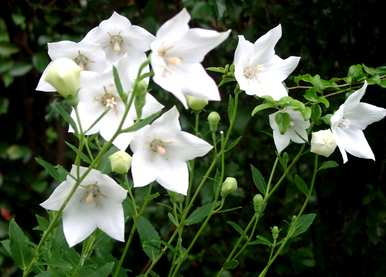 铃铛花精灵王花语，铃铛花花语是什么？