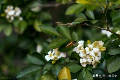 九里香怎么养最好？家里养九里香风水