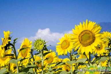 向日葵在什么季节开花，杏花在什么季节开花