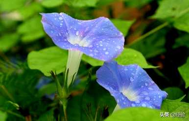 牵牛花种子的种植方法和时间