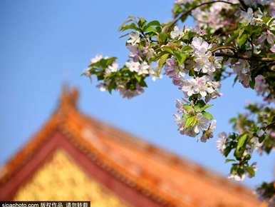 海棠花什么季节开花，海棠花几个月开花最好？