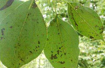 樟树苗种植方法视频讲解，樟树苗什么时候种植最好？