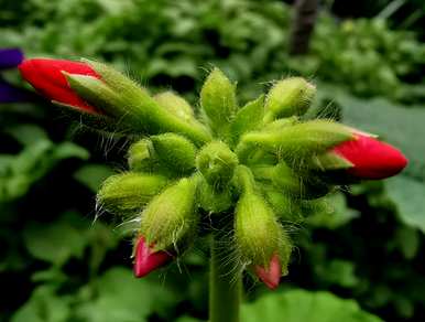 长寿花和天竺葵哪种花好看又好养？天竺葵怎么养？