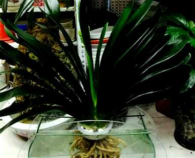 什么是室内水生植物容易饲养，什么是室内水生植物？