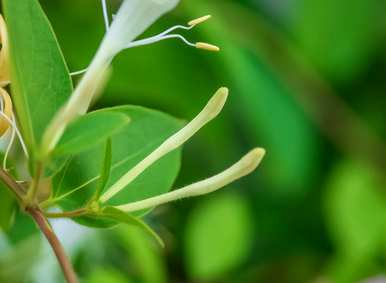 金银花盆景价格表，金银花盆景好养吗？