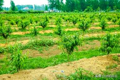 桃树什么季节拉枝，桃树种植季节最好