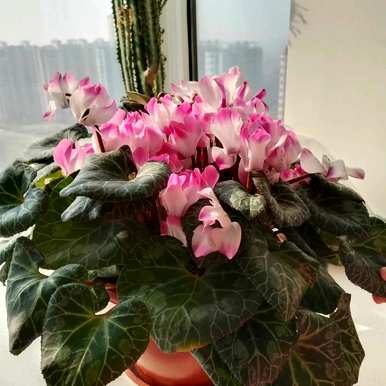 仙客来是什么季节养的花，仙客来花怎么养最好？