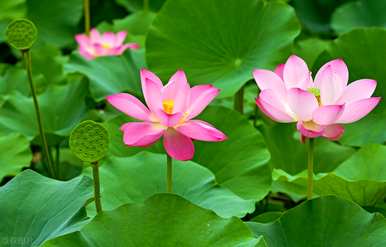 延药睡莲花语和寓意，卢旺达温泉睡莲花语