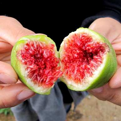 如何种植无花果树的枝条，如何在家里种植无花果树