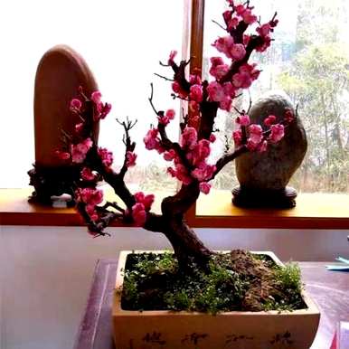 欣赏和制作梅花盆景，欣赏和制作梅花盆景