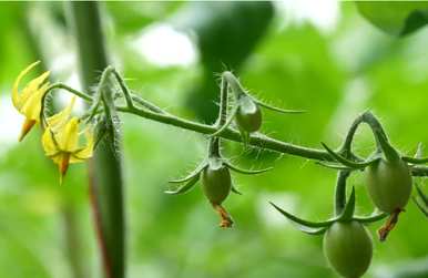 如何种植西红柿，如何种植西红柿？