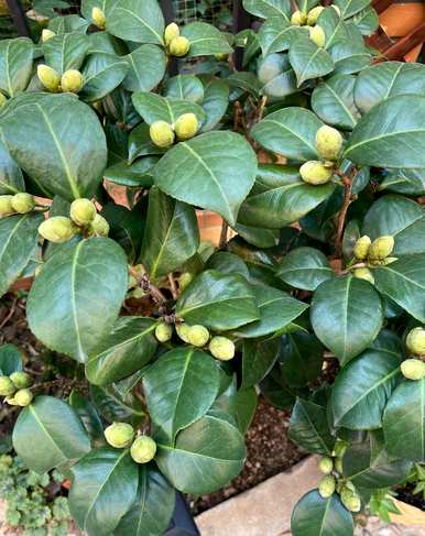 夏季七星茶花什么季节开花，茶花什么季节开花？