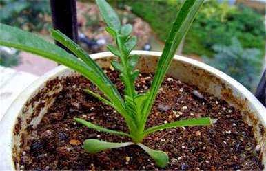 何时种植勋章菊，何时种植勋章菊？