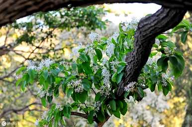 如何种植流苏树种？流苏树能在北方种植吗？