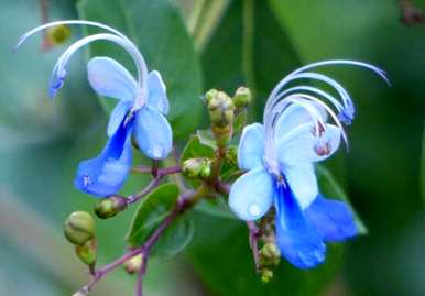 什么是仙客来花语？粉白色仙客来花语