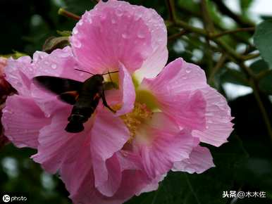 什么是木芙蓉的花语，木芙蓉的花语图片