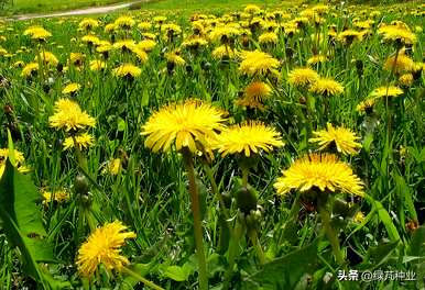 如何种植野生蒲公英种子，如何种植蒲公英种子