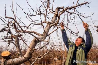 桃树怎么剪枝，桃树怎么剪枝？